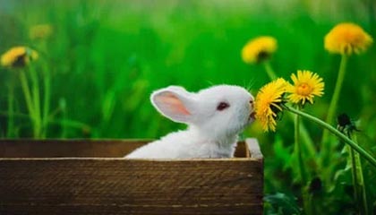 许致清:国际黄金原油价格涨跌走势分析及短线操作建议布局