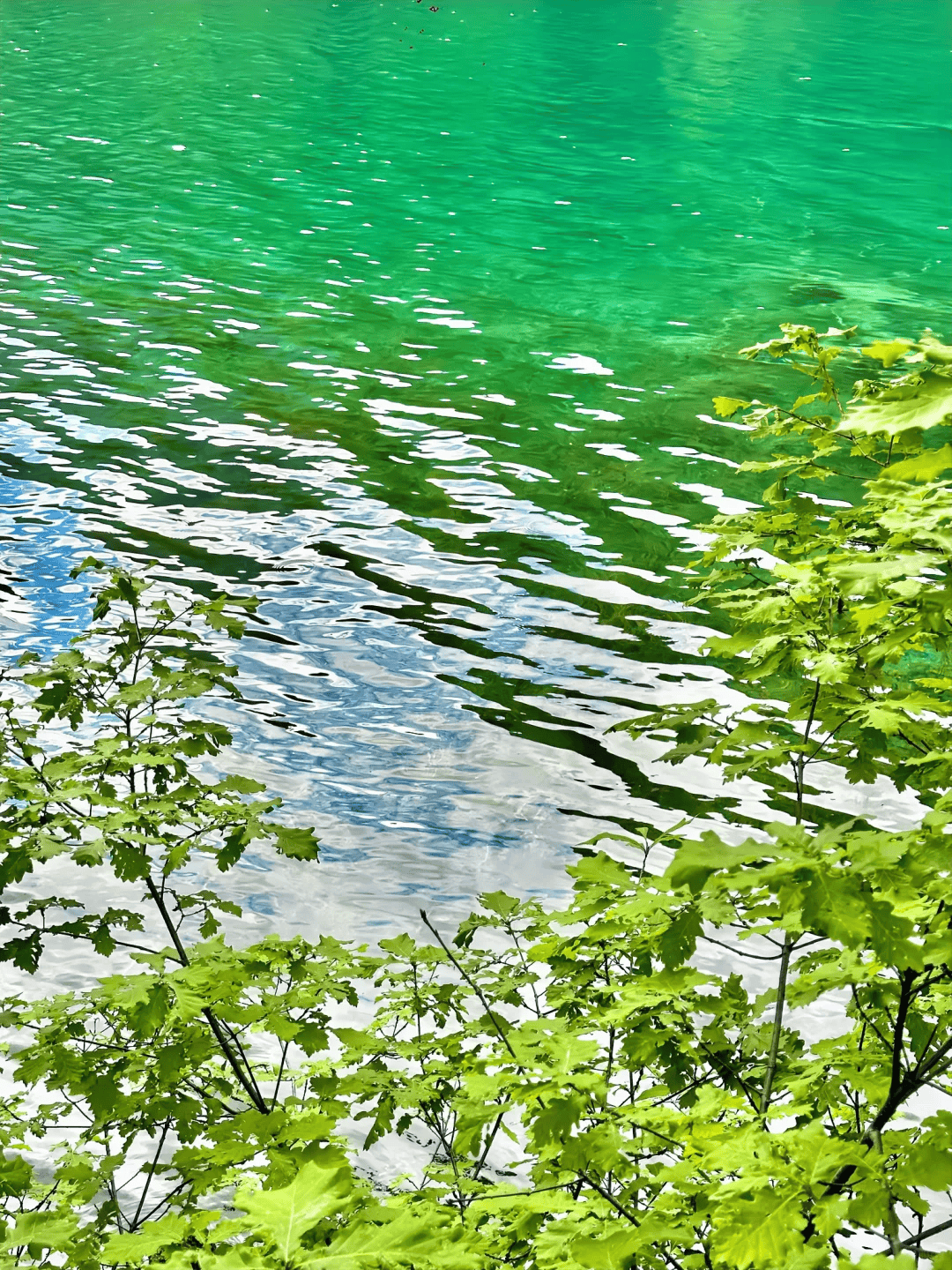 四川五日游团费明细，团队报价实时更新，省钱攻略必看！