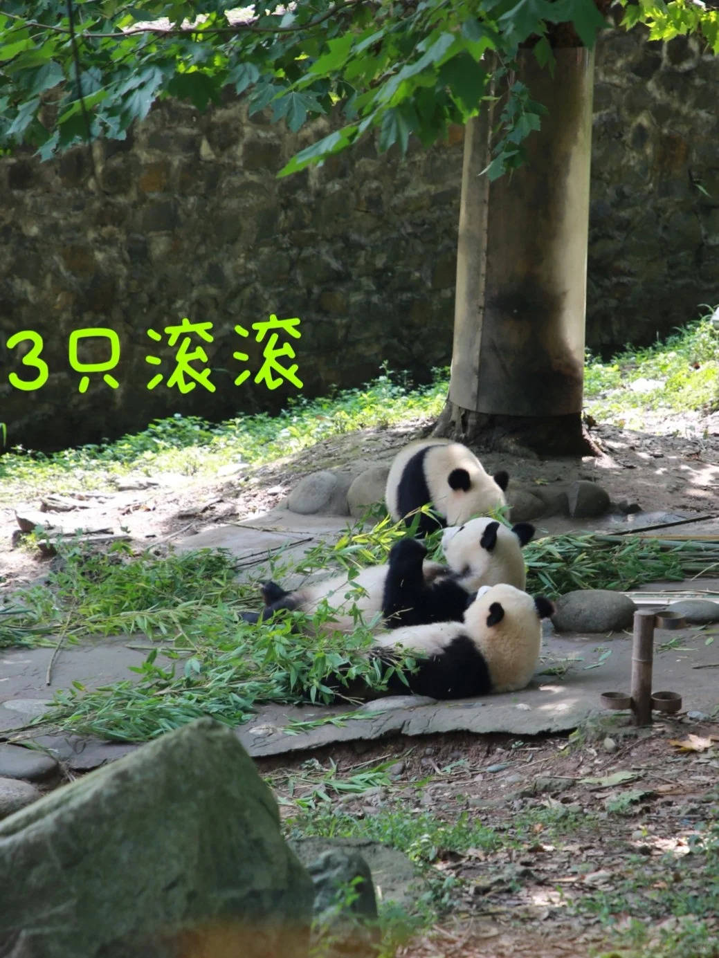 四川五日游费用一览,跟团报价实时更新,这样玩省一半