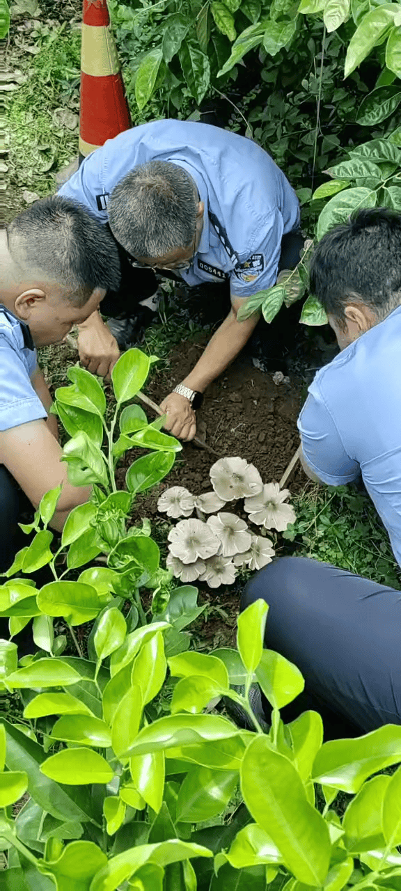 云南一派出所草坪连续36年长鸡枞：比老民警警龄还长，大自然的馈赠没有停过