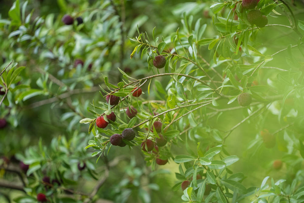 一颗杨梅的72小时保鲜战