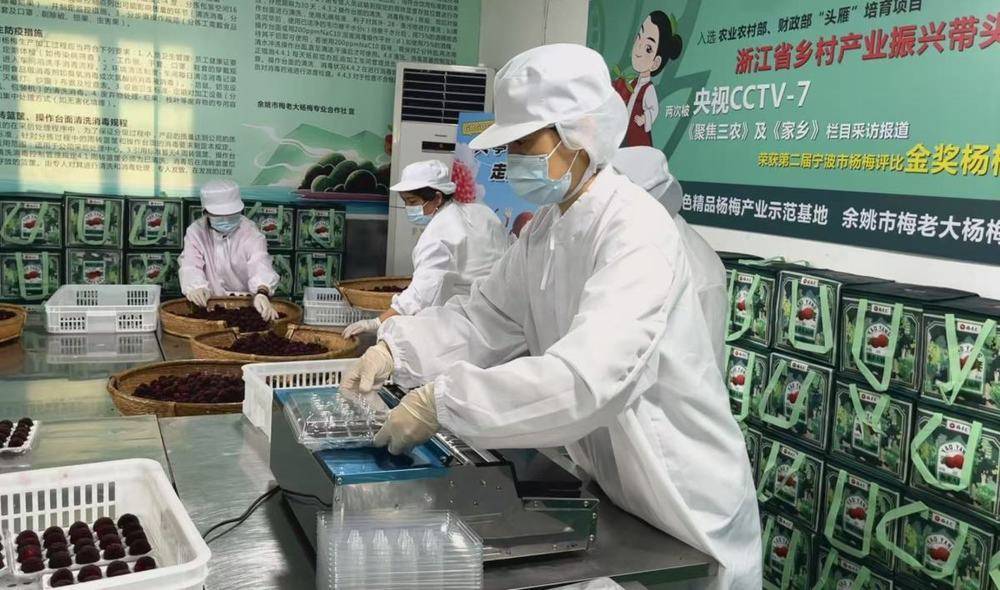 一颗杨梅的72小时保鲜战