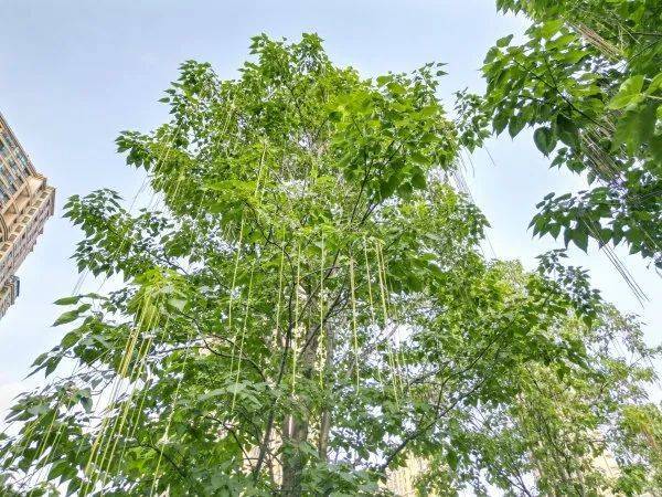 武汉这条路上大量出现,长达1米!到底是啥?