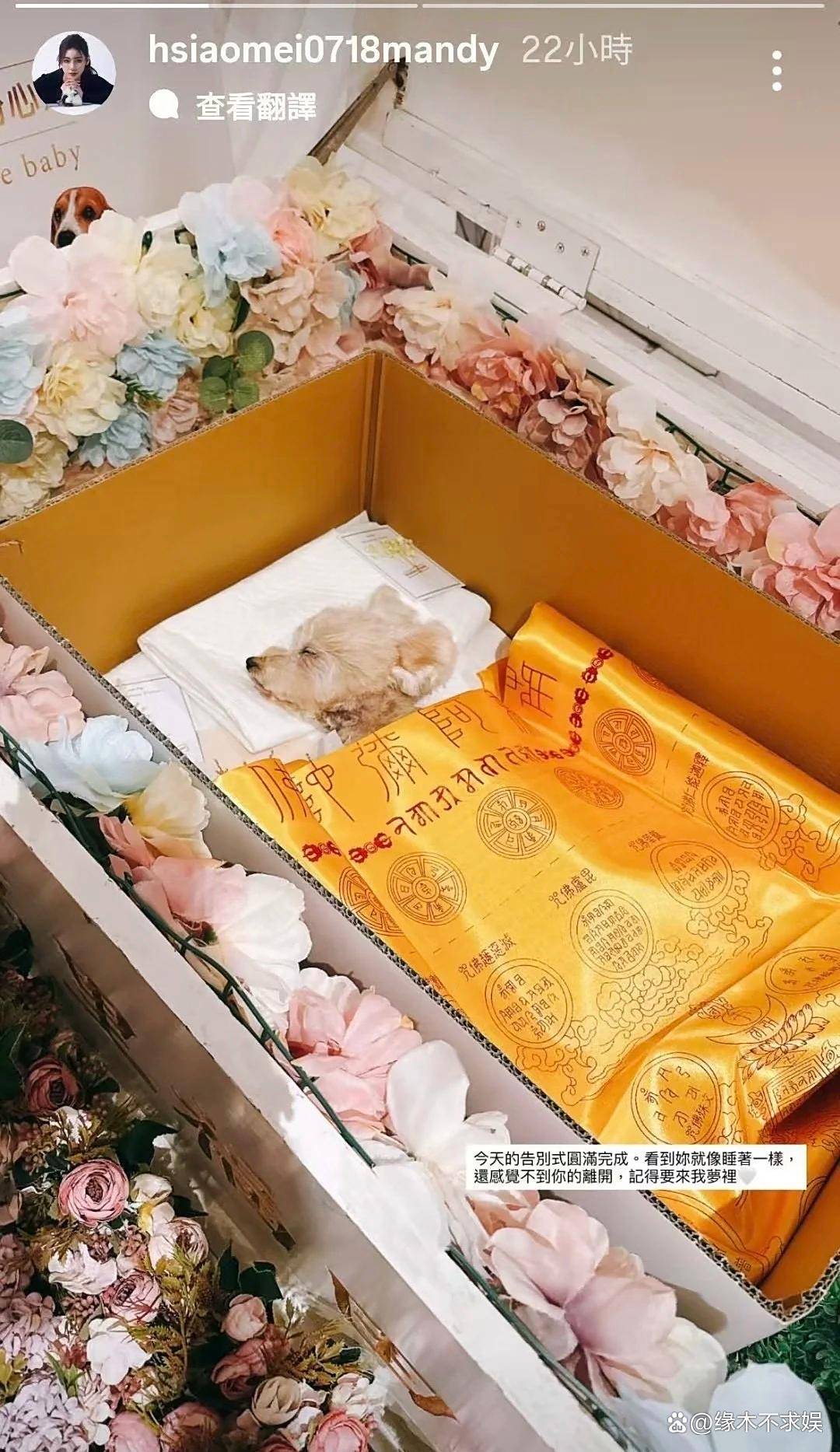 马筱梅为爱犬办葬礼遭网暴,评论区沦陷,和大S离世时画风太像!