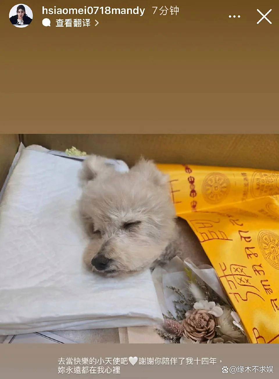 马筱梅为爱犬办葬礼遭网暴,评论区沦陷,和大S离世时画风太像!