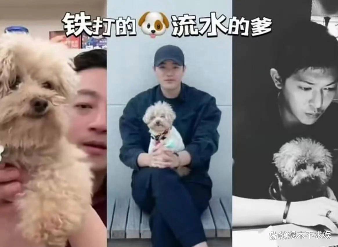 马筱梅为爱犬办葬礼遭网暴,评论区沦陷,和大S离世时画风太像!